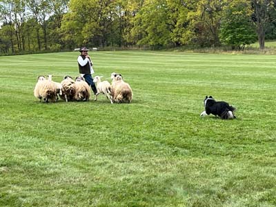Sheepherding photo