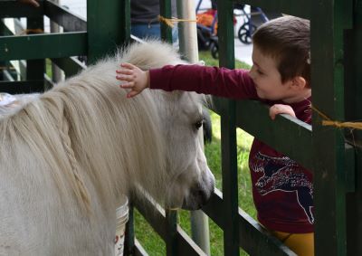 Child petting horse