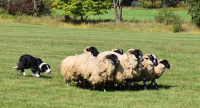 Sheepherding photo