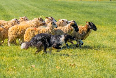 Sheepherding photo