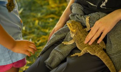Lizard