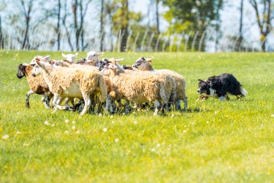 Sheepherding photo